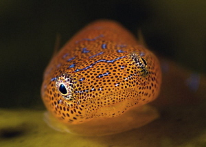 Eastern Cleaner Clingfish. Kurnell, Botany Bay by Doug Anderson 